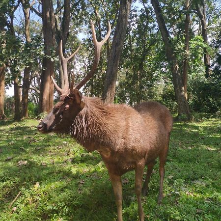 Wild Window - Forest View Homestay 提喀迪 外观 照片