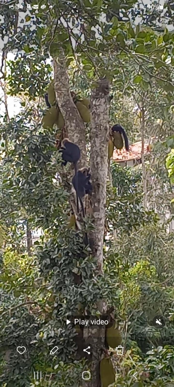 Wild Window - Forest View Homestay 提喀迪 外观 照片