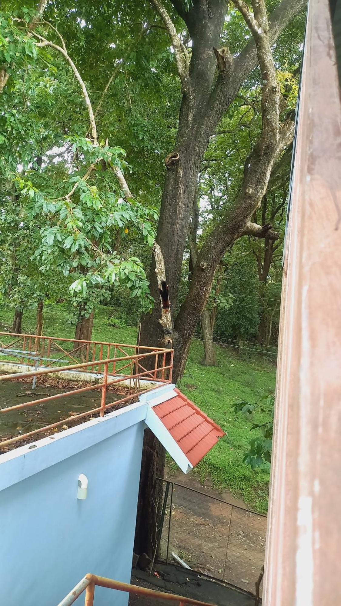 Wild Window - Forest View Homestay 提喀迪 外观 照片
