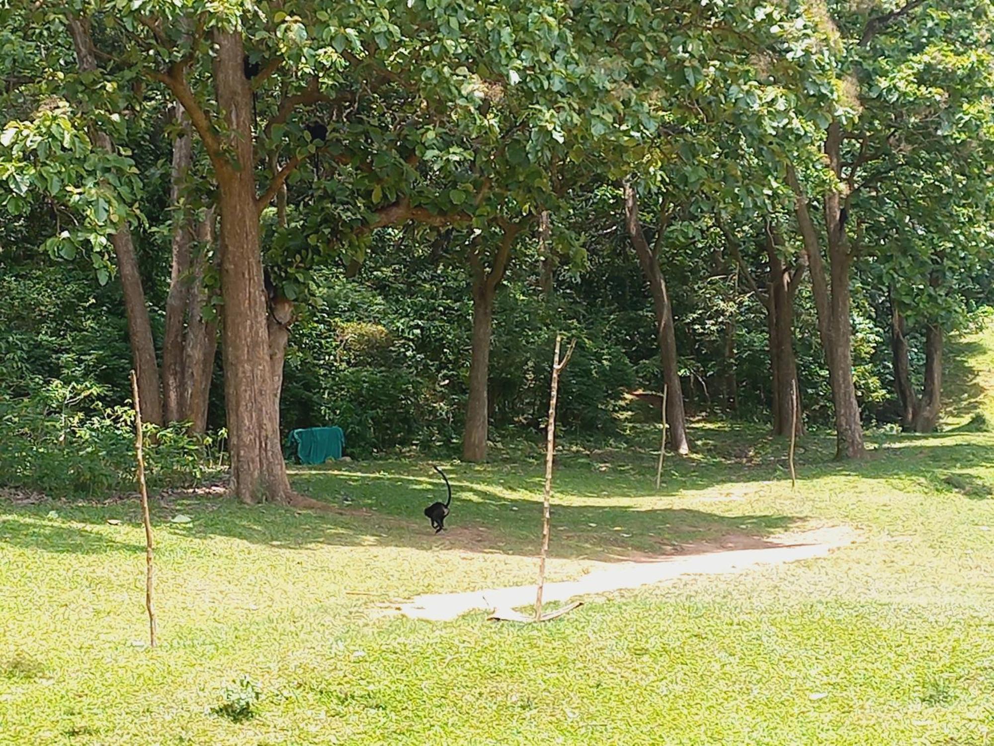 Wild Window - Forest View Homestay 提喀迪 外观 照片