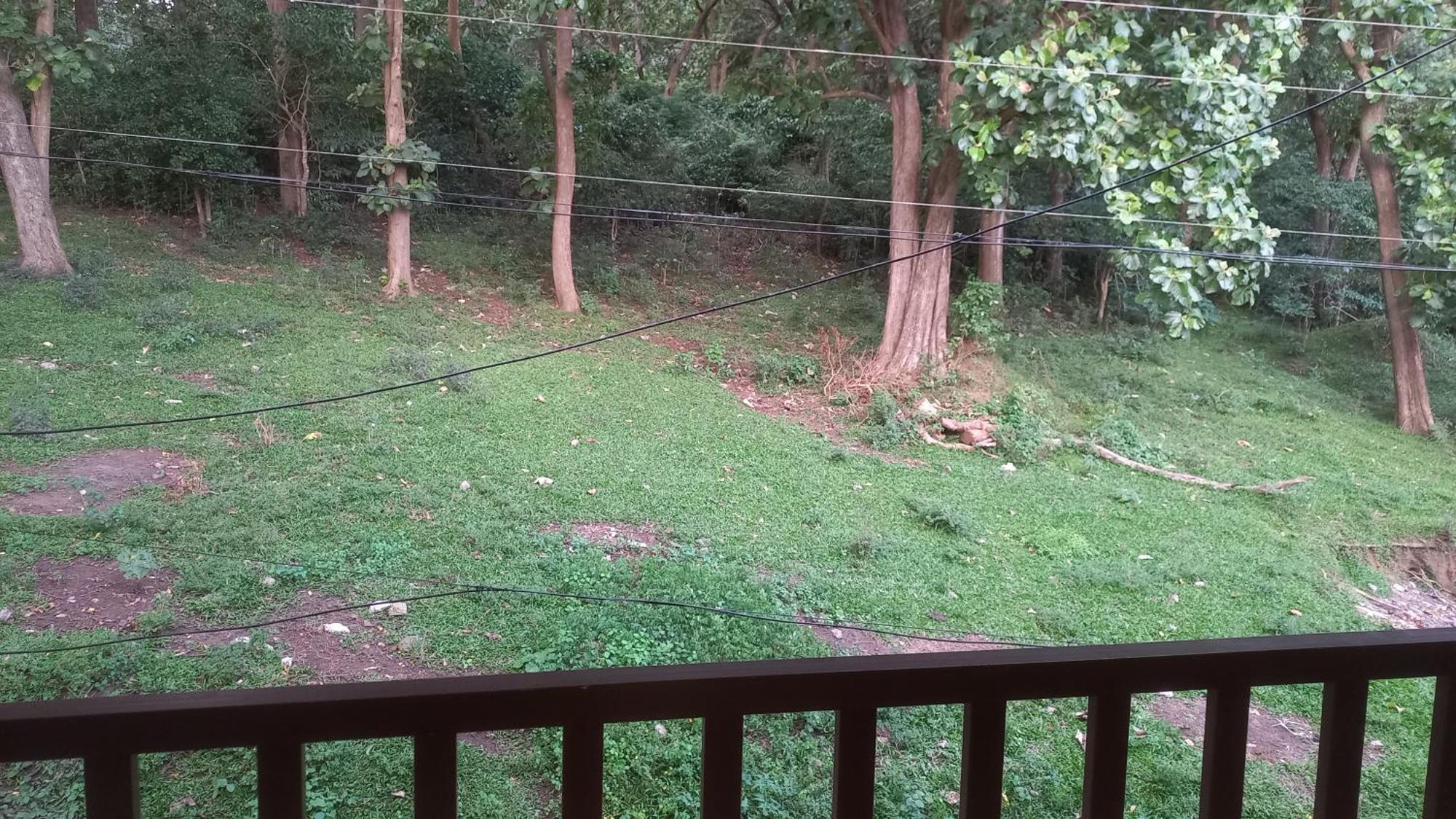Wild Window - Forest View Homestay 提喀迪 外观 照片