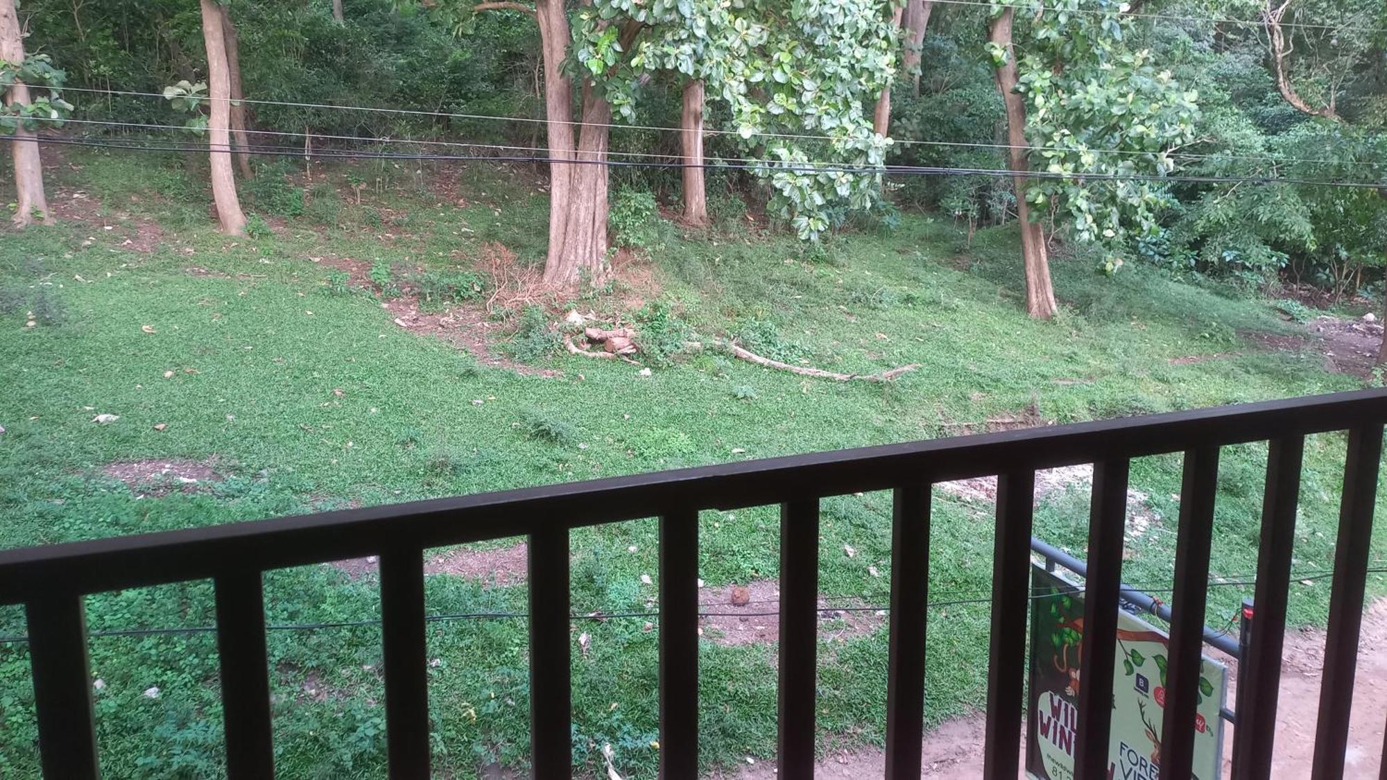 Wild Window - Forest View Homestay 提喀迪 外观 照片