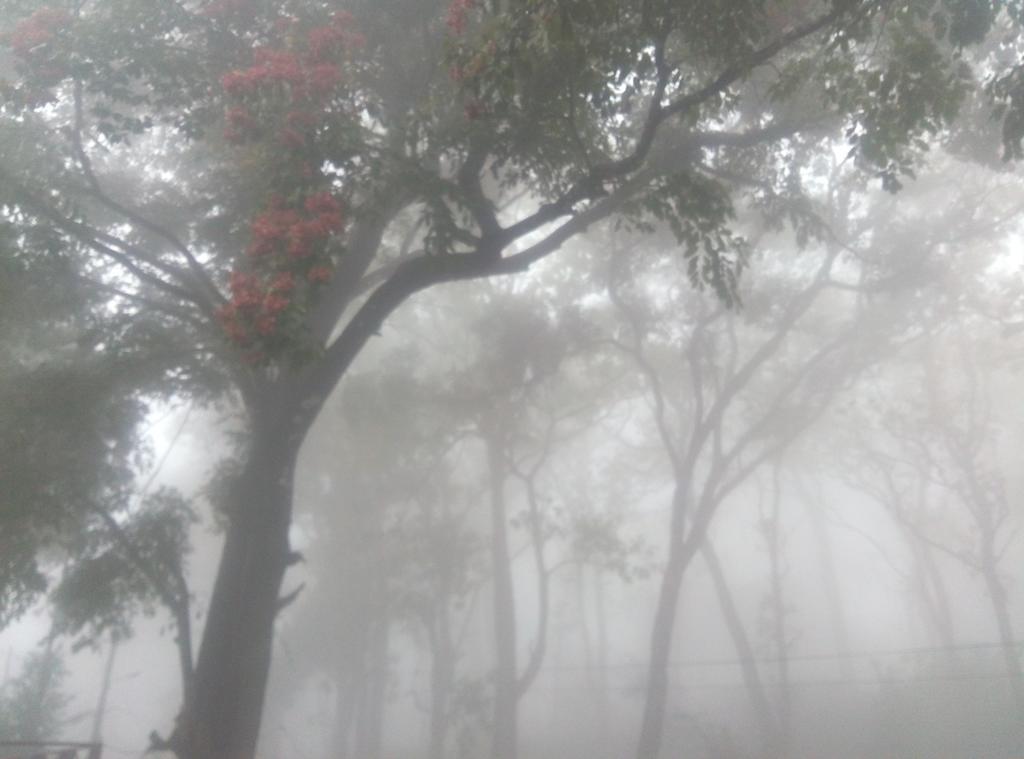 Wild Window - Forest View Homestay 提喀迪 外观 照片