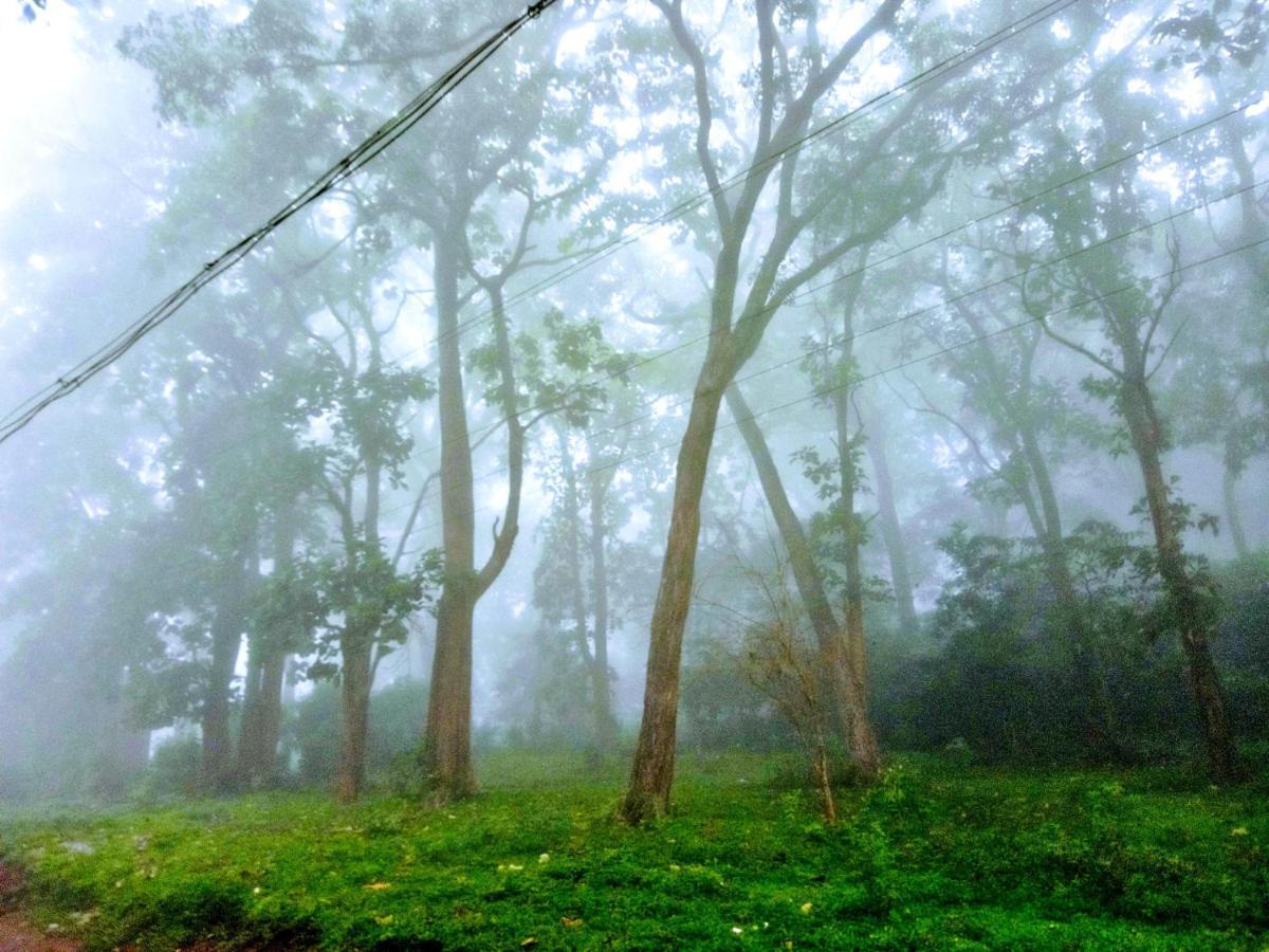 Wild Window - Forest View Homestay 提喀迪 外观 照片